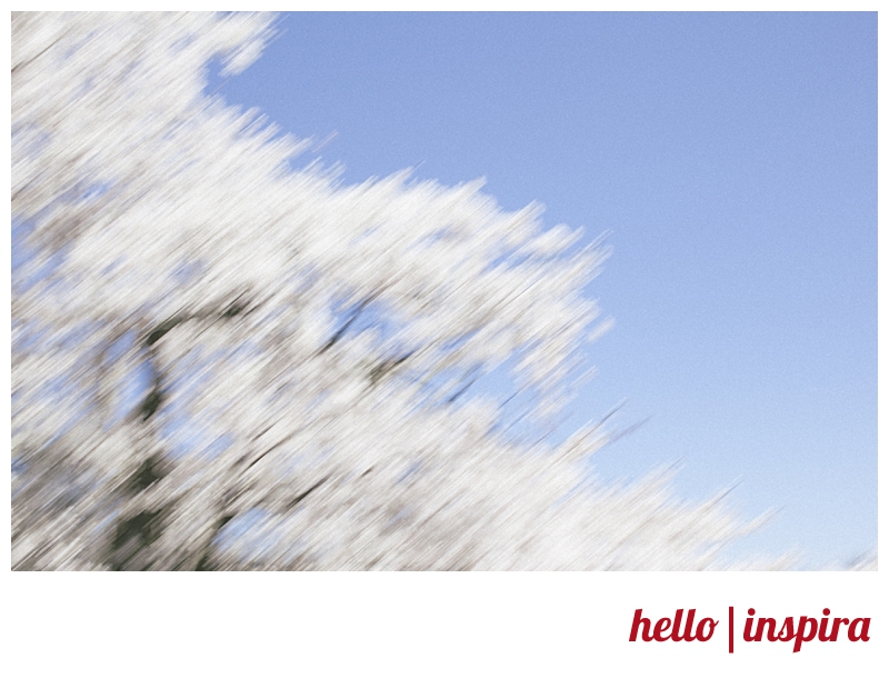 cherry blossom engagement session toronto