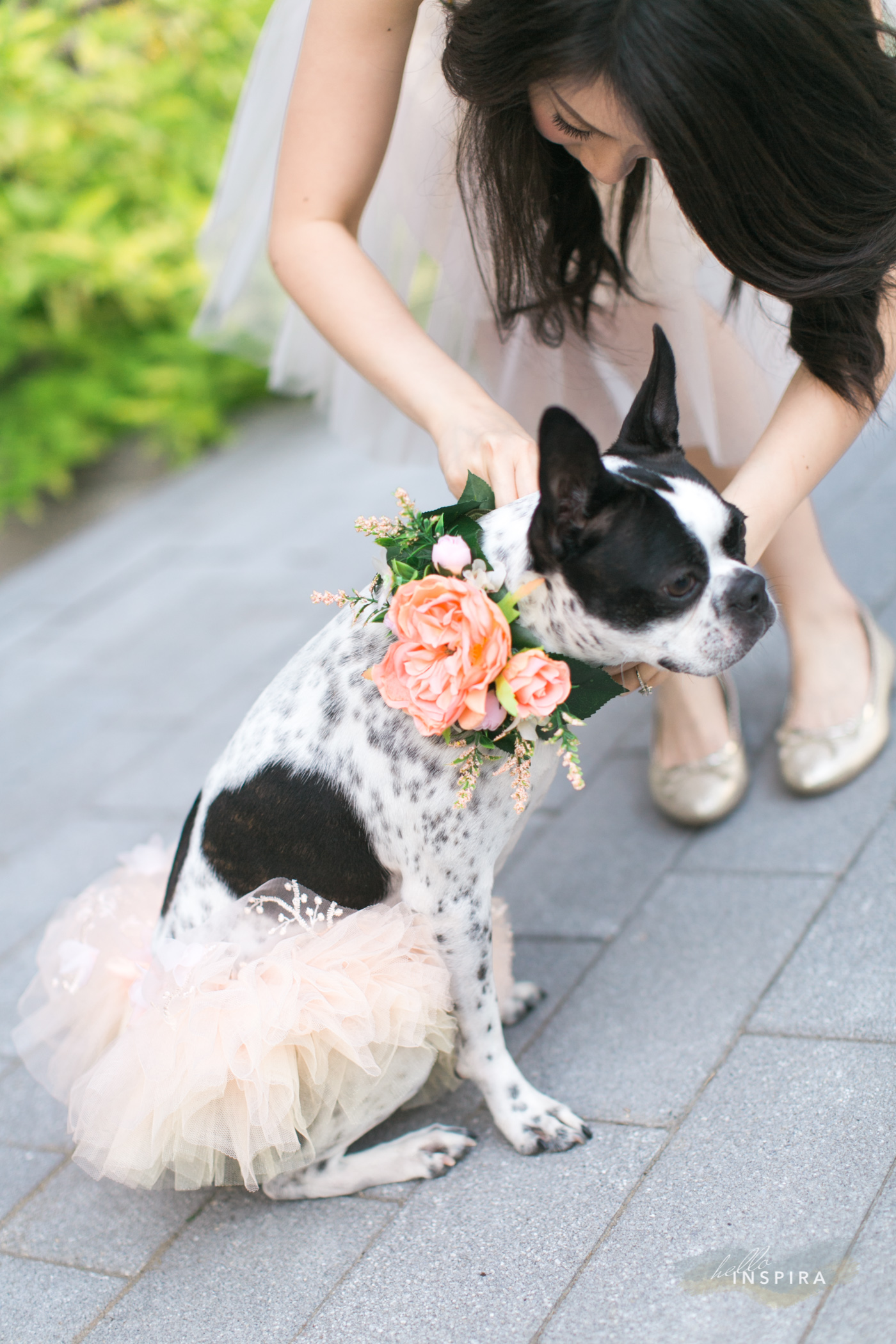 toronto prewedding sessions with dogs