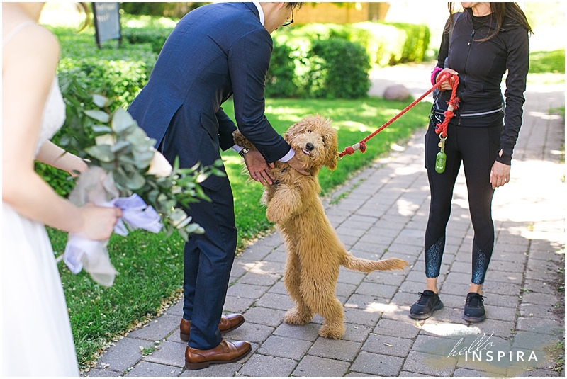 toronto dogs in wedding photos