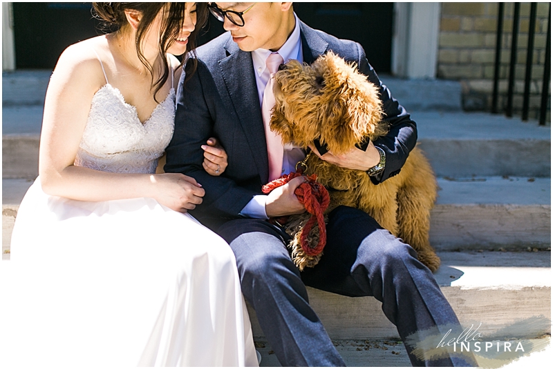 toronto mini golden doodle