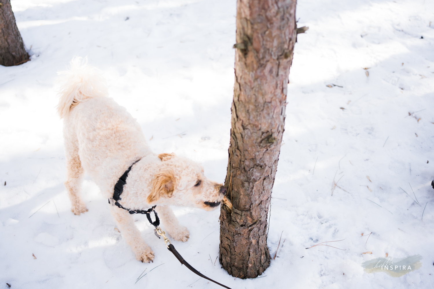 toronto best pet photographer winter photography 