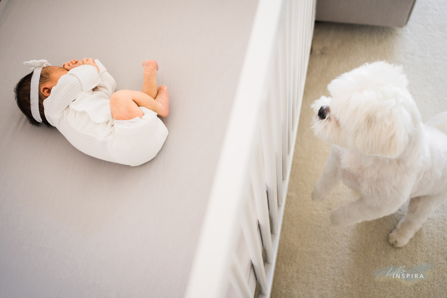 Toronto family photographer with a dog